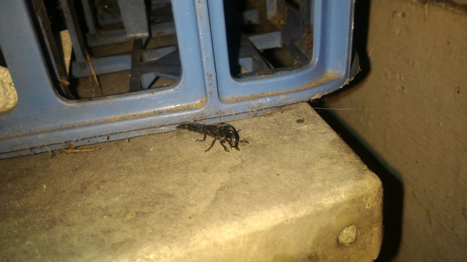 Staphylinidae:  Velleius dilatatus